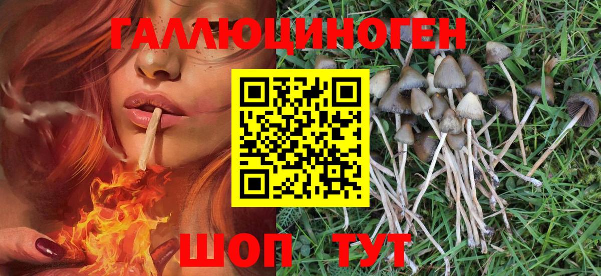 Моршанск  Псилоцибиновые грибы Psilocybe  Вход с VPN 